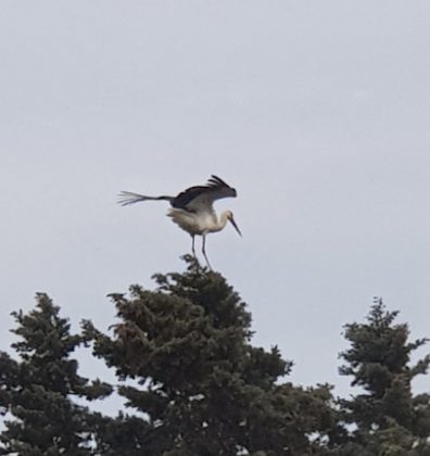 Stormo di Cicogne fa tappa nel leccese, l'avvistamento presso l'aviosuperficie "Fondone" di Lecce - Corriere Salentino