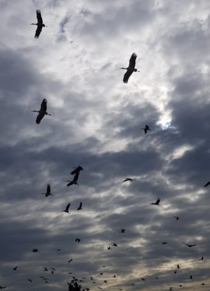 Stormo di Cicogne fa tappa nel leccese, l'avvistamento presso l'aviosuperficie "Fondone" di Lecce - Corriere Salentino