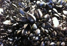 Salute - Corriere Salentino