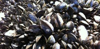 Home - Corriere Salentino