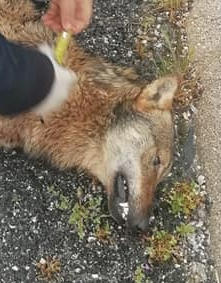 Lupo trovato morto sul ciglio della strada, forse vittima di un investimento - Corriere Salentino