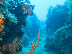 “Giornata Nazionale del Mare”, domani un webinar presso il Centro Regionale Mare di Arpa Puglia - Corriere Salentino