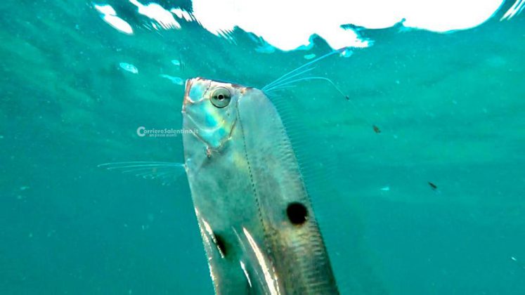 Nei mari del Salento: il pesce nastro - Corriere Salentino