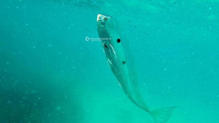 Nei mari del Salento: il pesce nastro - Corriere Salentino