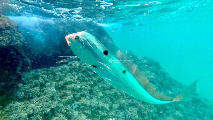 Nei mari del Salento: il pesce nastro - Corriere Salentino