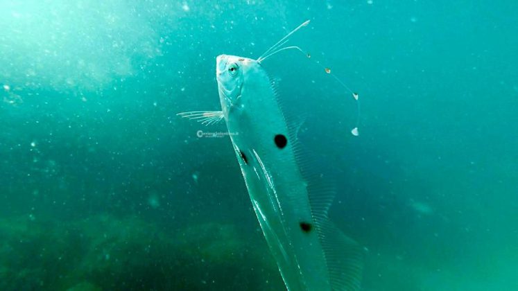 Nei mari del Salento: il pesce nastro - Corriere Salentino