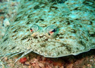 Nei mari del Salento: la sogliola