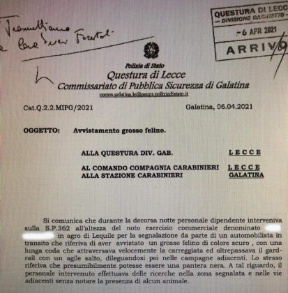 "Con un gran salto ha superato il guardrail, mi è sembrata una pantera", secondo avvistamento in un mese - Corriere Salentino