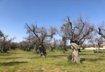 Ambiente - Corriere Salentino