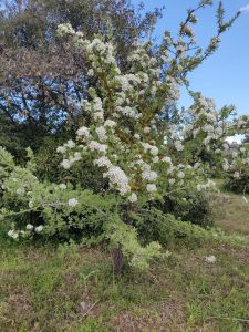 Iniziative e progetti presso l’Orto Botanico: un avviso per fare rete con la città - Corriere Salentino