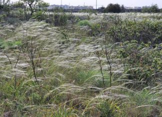Naturalmente distanziati: passeggiate nella biodiversità dell’Orto Botanico del Salento