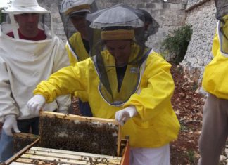 Api, in Puglia 13mila sciami e 32mila alveari