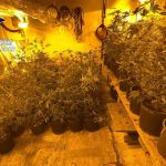 Spaccio di cocaina e piantagione di marijuana nella mansarda: tre arresti tra Lecce, Spongano e Matino - Corriere Salentino