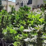 Spaccio di cocaina e piantagione di marijuana nella mansarda: tre arresti tra Lecce, Spongano e Matino - Corriere Salentino