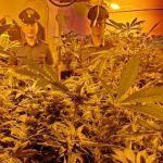 Spaccio di cocaina e piantagione di marijuana nella mansarda: tre arresti tra Lecce, Spongano e Matino - Corriere Salentino