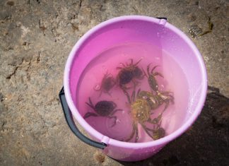 Guido, educhiamo i bambini a non giocare con gli animali marini