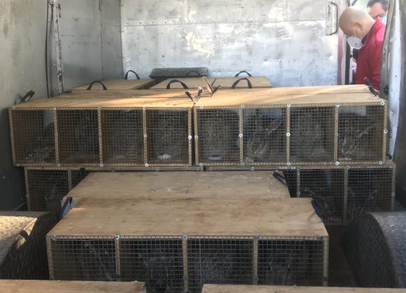 Al via il Progetto “Lepre”: 96 lepri liberate in 3 diverse aree protette - Corriere Salentino