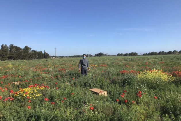 Al via il Progetto “Lepre”: 96 lepri liberate in 3 diverse aree protette - Corriere Salentino