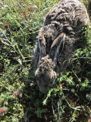 Al via il Progetto “Lepre”: 96 lepri liberate in 3 diverse aree protette - Corriere Salentino