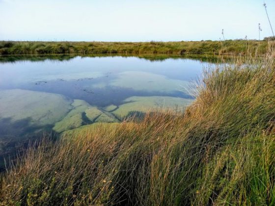 Santa Maria al Bagno, riapre l'Acquario del Salento e ripartono i percorsi di minitrekking - Corriere Salentino