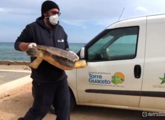 Aree protette di Torre Guaceto e Porto Cesareo unite per salvare le tartarughe