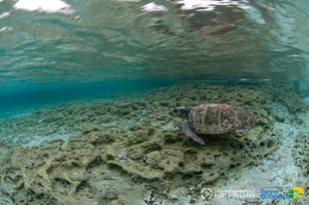 Aree protette di Torre Guaceto e Porto Cesareo unite per salvare le tartarughe - Corriere Salentino