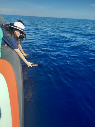 Finalmente libere 12 piccole tartarughe salvate dagli operatori del Centro recupero di Calimera - Corriere Salentino