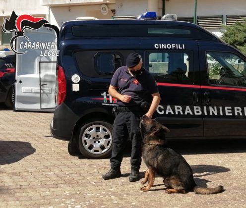 Il fiuto di Faider non fallisce: scovato mezzo chilo di hashish, due giovani finiscono ai domiciliari - Corriere Salentino