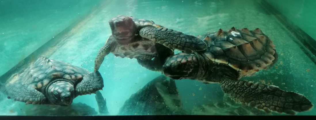 Finalmente libere 12 piccole tartarughe salvate dagli operatori del Centro recupero di Calimera - Corriere Salentino