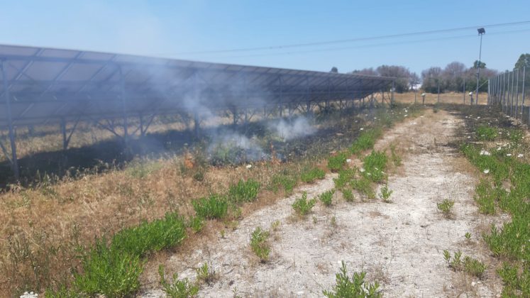 Divampano le fiamme, fuoco minaccia campo fotovoltaico: scongiurati danni ingenti - Corriere Salentino