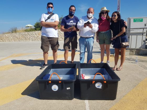 Finalmente libere 12 piccole tartarughe salvate dagli operatori del Centro recupero di Calimera - Corriere Salentino