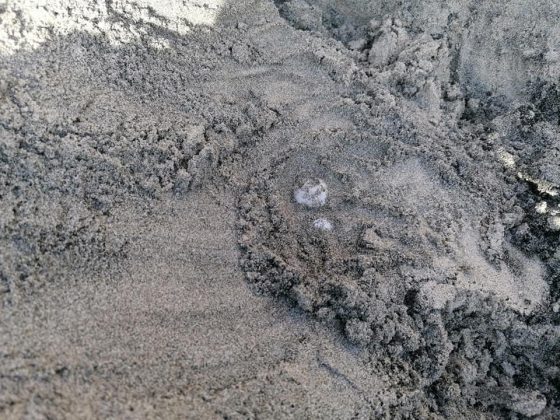 Dopo 15 anni la Caretta caretta torna a nidificare a Torre dell’Orso: primo nido dell’estate 2021 - Corriere Salentino