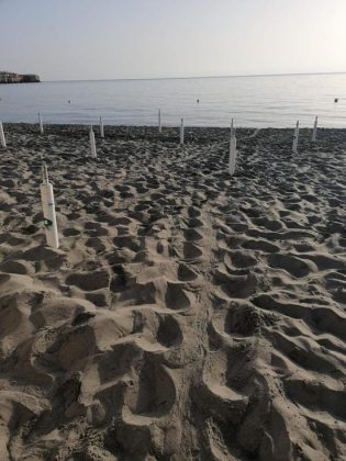 Dopo 15 anni la Caretta caretta torna a nidificare a Torre dell’Orso: primo nido dell’estate 2021 - Corriere Salentino