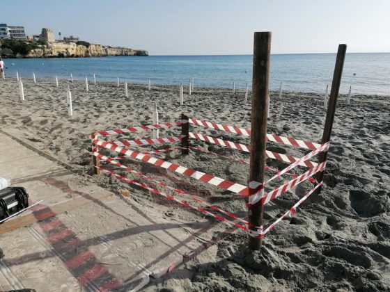 Dopo 15 anni la Caretta caretta torna a nidificare a Torre dell’Orso: primo nido dell’estate 2021 - Corriere Salentino