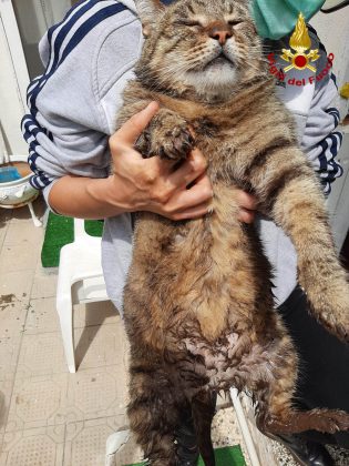Cade in una cisterna profonda 15 metri: gatto salvato dai vigili del fuoco - Corriere Salentino