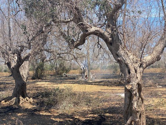 Appicca fuoco nel suo terreno, ma viene raggiunto dalle fiamme e muore carbonizzato - Corriere Salentino