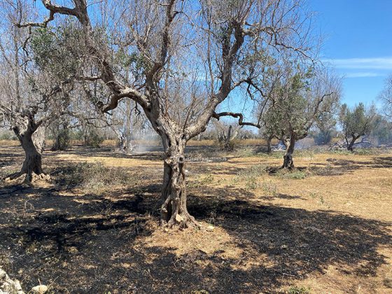 Appicca fuoco nel suo terreno, ma viene raggiunto dalle fiamme e muore carbonizzato - Corriere Salentino