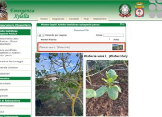 La xylella devasta anche il pistacchio del Salento: individuata ennesima specie ospite