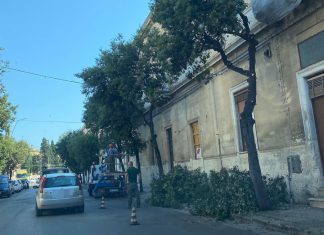 Guido: “Anche quest’anno potature selvagge in città, in pericolo nidi e uccelli autoctoni e migratori”