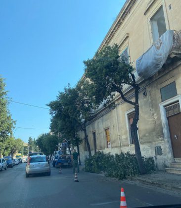 Guido: "Anche quest'anno potature selvagge in città, in pericolo nidi e uccelli autoctoni e migratori" - Corriere Salentino