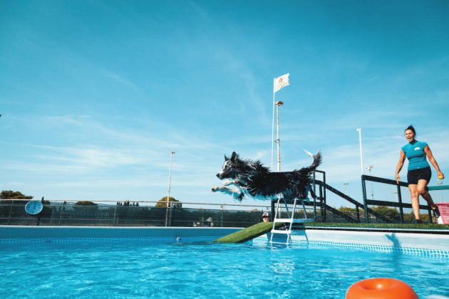 Riapre alle porte di Lecce il "Dog Swim Center": piscina per cani che amano le attività in acqua - Corriere Salentino