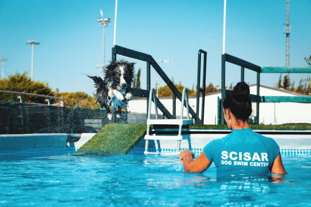 Riapre alle porte di Lecce il "Dog Swim Center": piscina per cani che amano le attività in acqua - Corriere Salentino