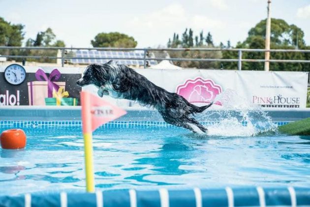 Riapre alle porte di Lecce il "Dog Swim Center": piscina per cani che amano le attività in acqua - Corriere Salentino