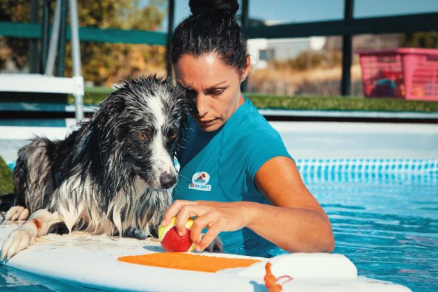 Riapre alle porte di Lecce il "Dog Swim Center": piscina per cani che amano le attività in acqua - Corriere Salentino