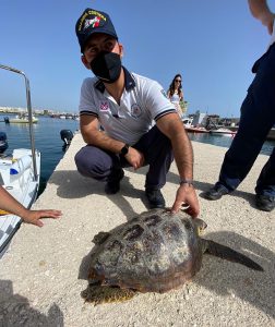 Ingerisce un amo, la lenza si attorciglia e la ferisce ad un arto: tartaruga salvata in extremis - Corriere Salentino