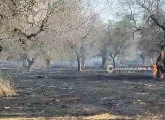 Incendi ulivi, CIA-Agricoltori Italiani del Salento chiede un incontro al Prefetto di Lecce
