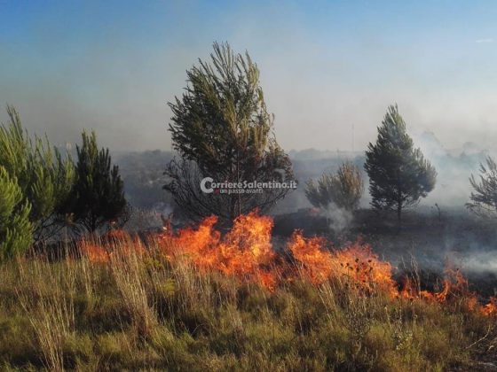 Giornata rovente, incendi in tutto il Salento. Le fiamme divorano ettari di macchia, in azione canadair - Corriere Salentino