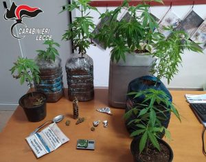Piantagione di marijuana in aperta campagna per l'uno, l'altro la coltivava e spacciava in casa: arresto e denuncia - Corriere Salentino