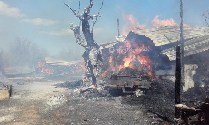 Vasto incendio in masseria: in cenere fienili e mezzi agricoli. Animali tratti in salvo - Corriere Salentino