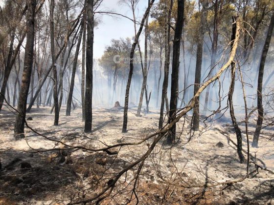 Incendio nel boschetto di San Cesario, fumo “minaccia” anche l’ospedale. Intervengono i canadair in tangenziale - Corriere Salentino